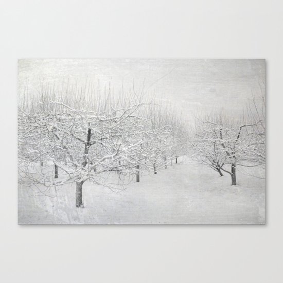 Winter Apple Orchard Canvas Print