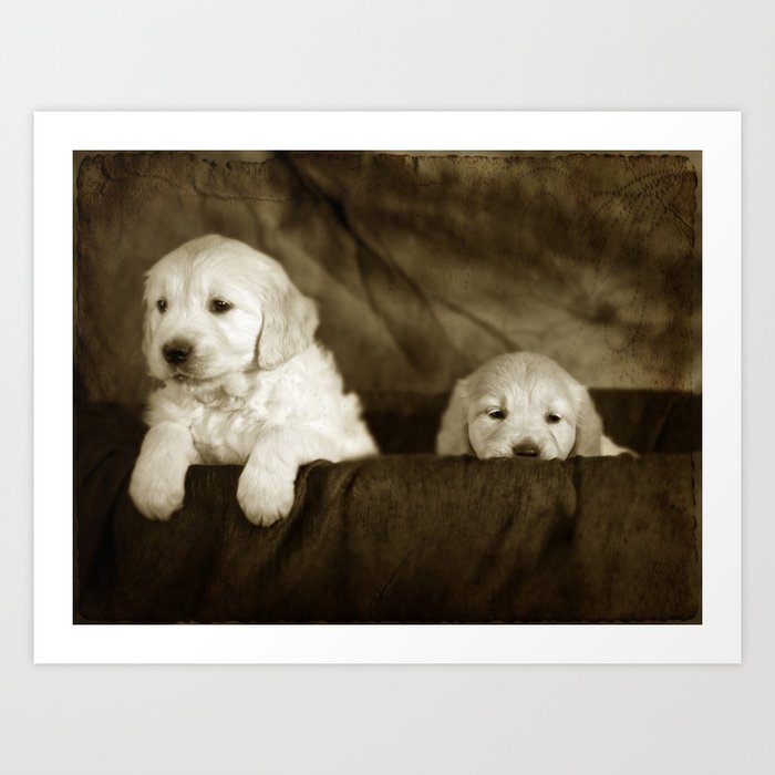 Labrador puppies Art Print