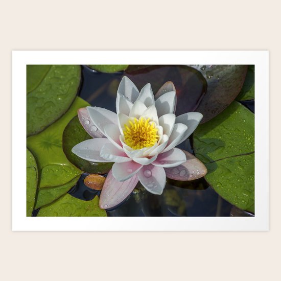 Summer Lily Art Print