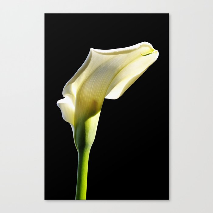 toplit sunny calla lily Canvas Print