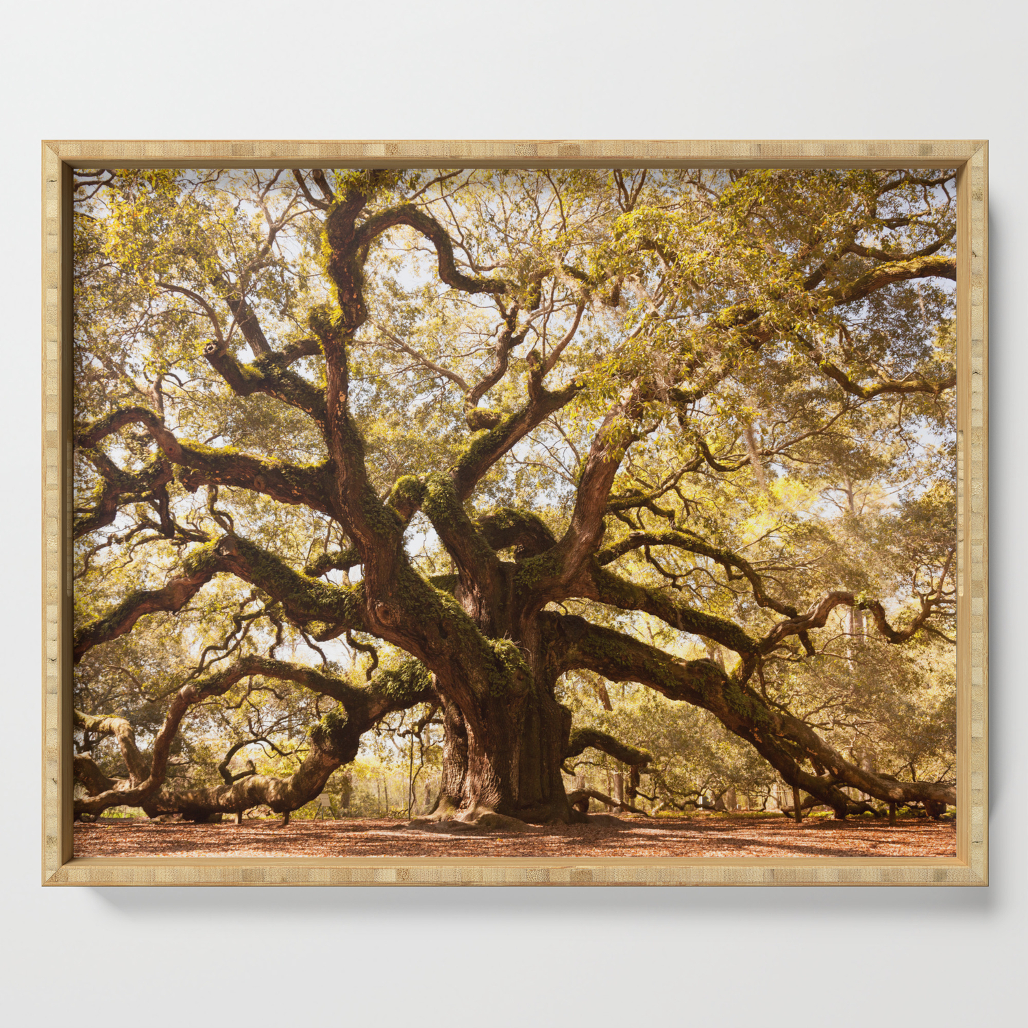 Angel Oak 5 Serving Tray By Hueandeyephotography Society6