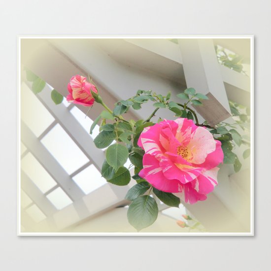 Peppermint Roses Canvas Print