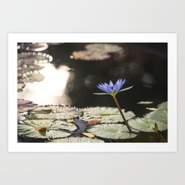 Purple Water Lily in Central Park, New York City Art Print | Fountain, Sunlight, Nature, Flowers, Floating, Pond, Lilypad, Mood, Sparkle, Reflection 