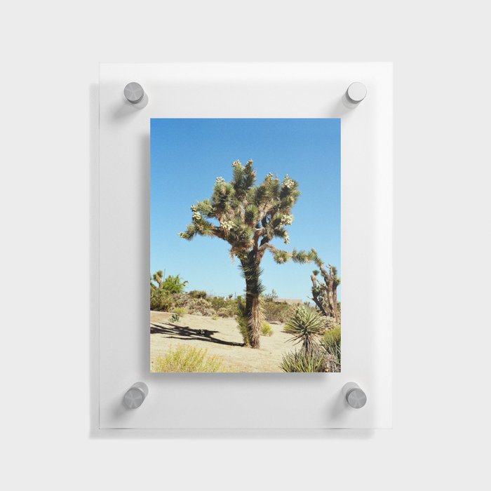 Joshua Tree Floating Acrylic Print