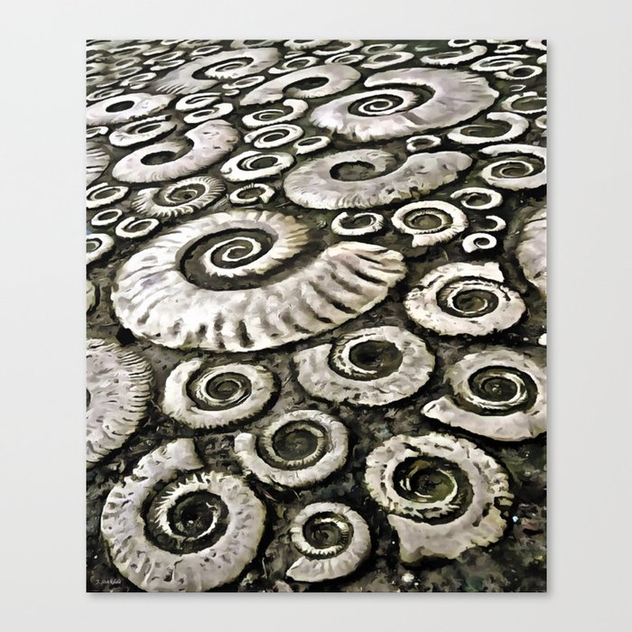 Fossil Collection 4 Canvas Print