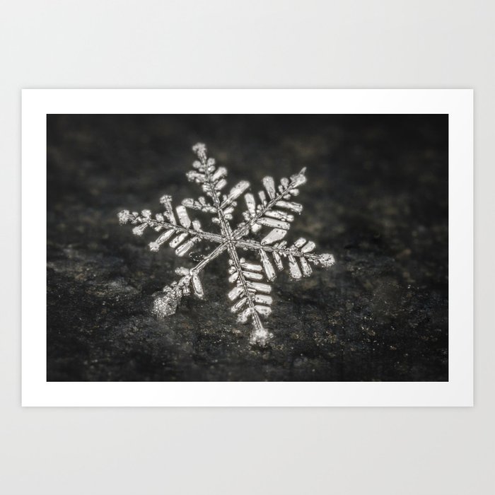 Freshly Fallen Snow Flake. Macro Photography Art Print