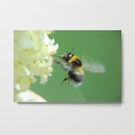 Busy Little Bee - Garden Photography by Fluid Nature Metal Print | Wildlife, Closeup, Nature, Majzlik, Botany, Insect, Bee, Yellow, Flower, Garden 