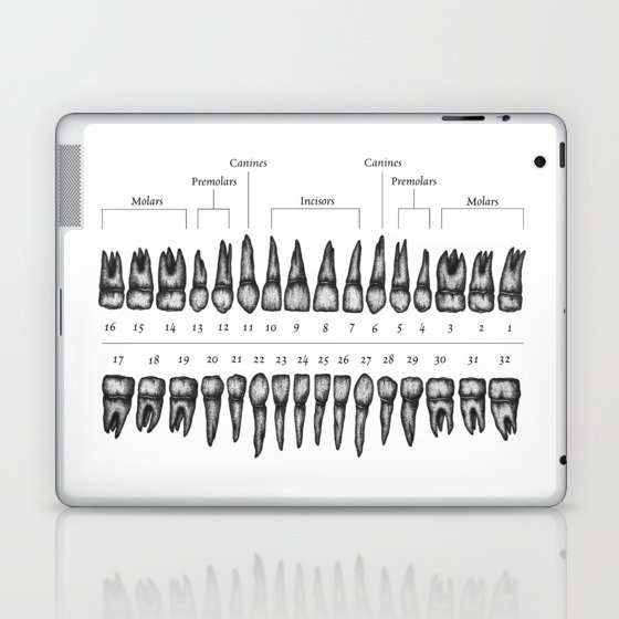 Dental Anatomy Laptop & iPad Skin