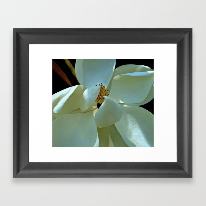 Blue Magnolia Framed Art Print By Christiemorgans Society6