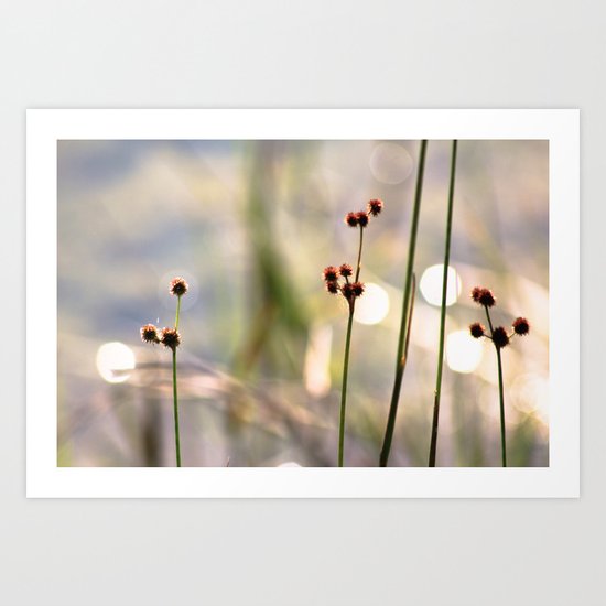 Sunset Lake Art Print