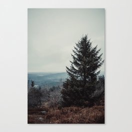 Lonely tree Canvas Print