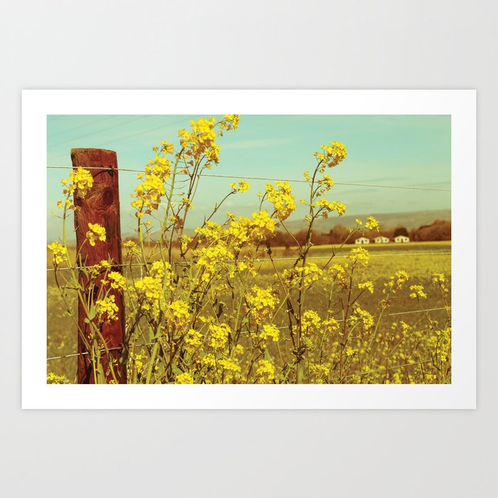 Spring Breeze (Mustard Plants and Cottage) Art Print
