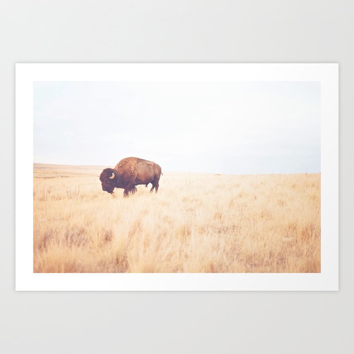 Wild & Free x Buffalo Art Print