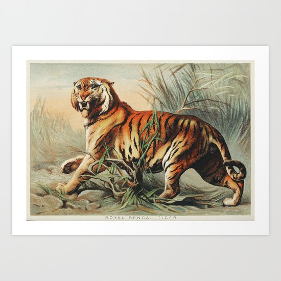 Royal Bengal Tiger By John Karst Art Print By Biologica Society6