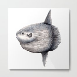 Ocean Sunfish (Mola mola) Metal Print