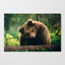 Brown Bear Art Print Canvas Print
