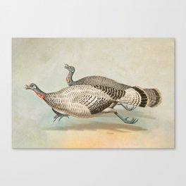 Turkey, Running, Run, Vintage, Wild, Farm, Farming. Vintage. Retro. Illustration.  Canvas Print