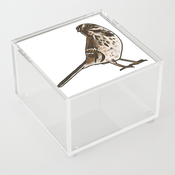 Song Sparrow Acrylic Box