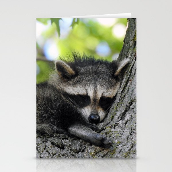 Baby Raccoon Asleep in a Tree Stationery Cards