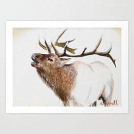 Bull Elk-19 Art Print