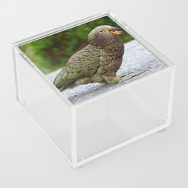 New Zealand Photography - Kea Sitting On The Asphalt Acrylic Box