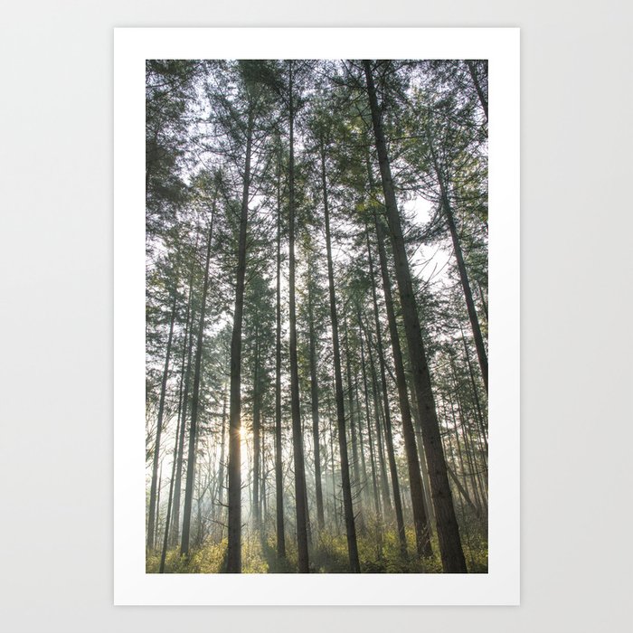 Fall forrest - soft sunlight at sunset - trees, pattern - nature photography Art Print