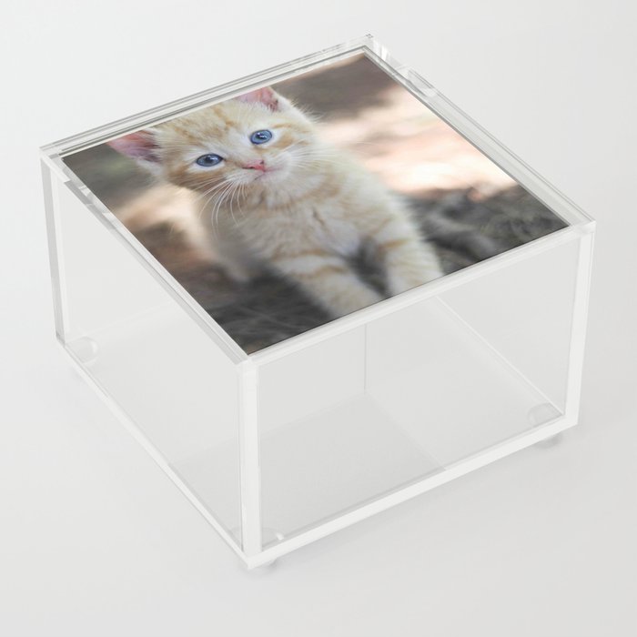 Orange Kitten Acrylic Box