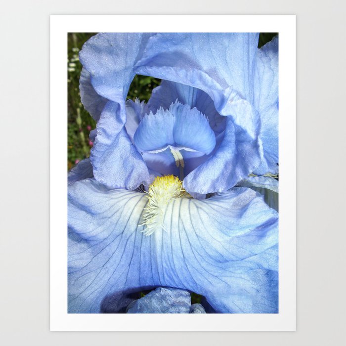 blue iris Art Print