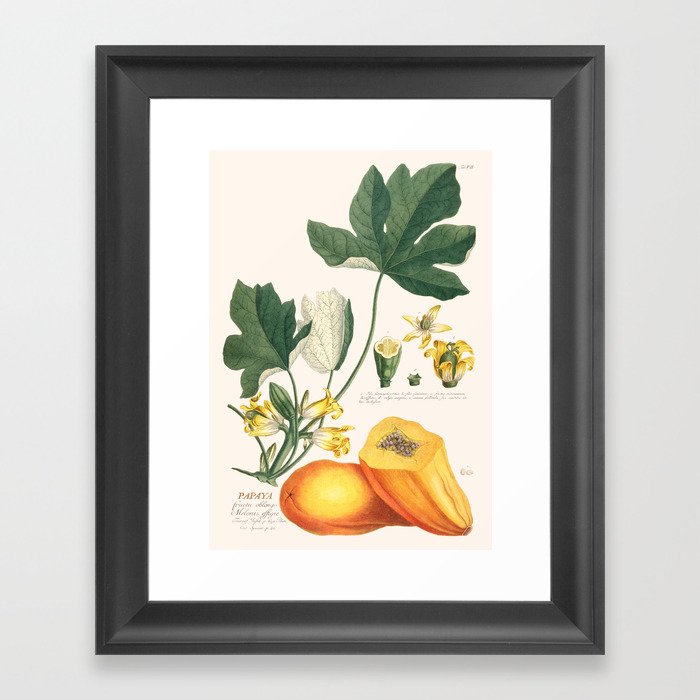 Papaya Framed Art Print