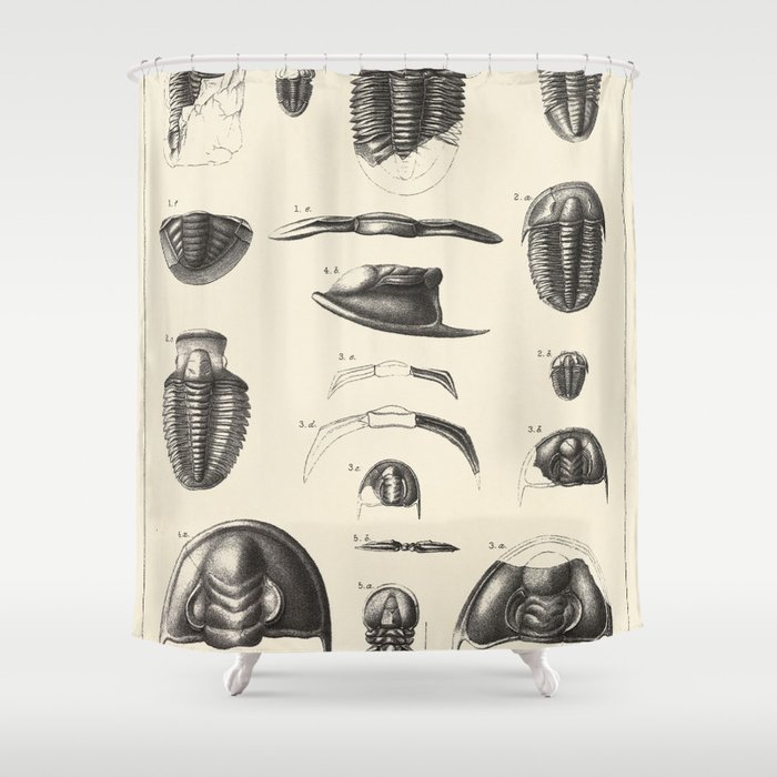 1877 Vintage Etchings of Fossils, Trilobites. II. Primordial period. Shower Curtain
