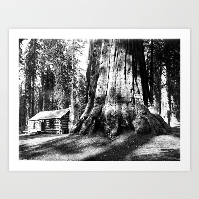 A Log Cabin Dwarfed By A Big Tree In Mariposa Grove In Yosemite