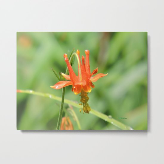 Columbine in the Breeze Metal Print