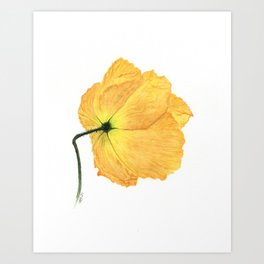 Yellow Poppy 9 Art Print