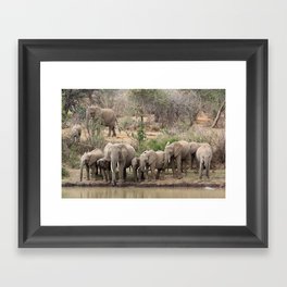 Elephants on the riverbank Framed Art Print
