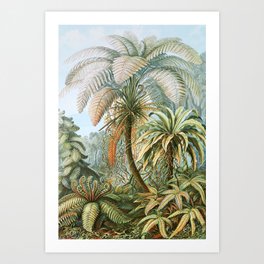 Vintage Fern and Palm Tree Art - Haeckel, 1904 Art Print