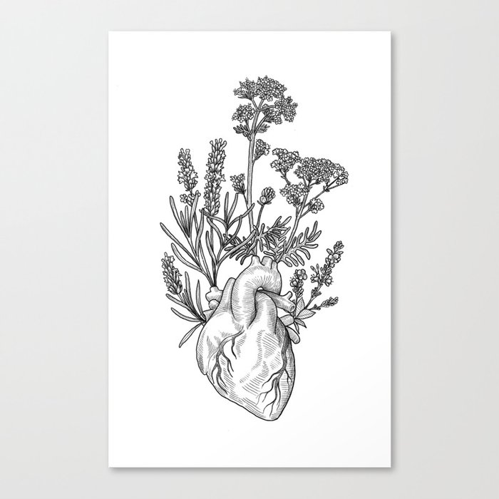 Medicinal herbs Canvas Print