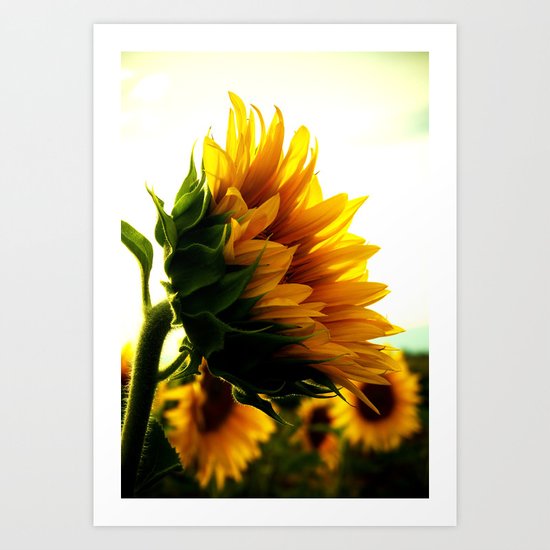 Sunflower Art Print