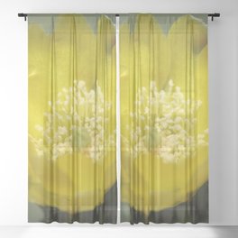 Yellow Cactus Pear Flower Close Up Photography Sheer Curtain