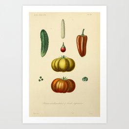 Plantes condimentaires & fruits légumières, herbs & fruits (1870) Art Print