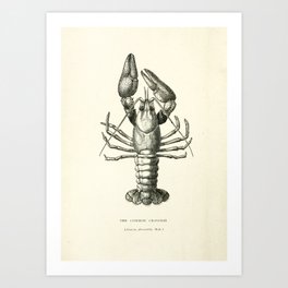 Crayfish (1895) Art Print