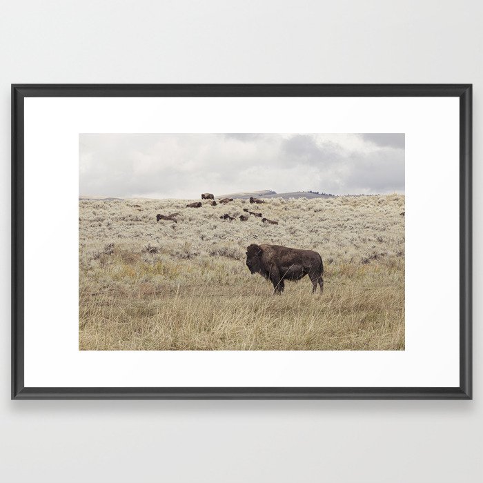 Standing Watch x Montana Buffalo Photography Framed Art Print