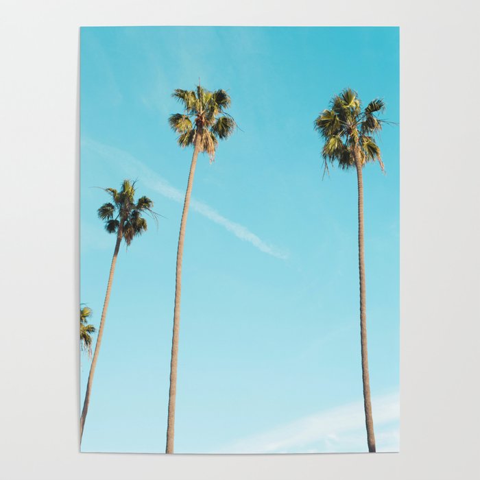 Tropical Miami Palm Trees Poster