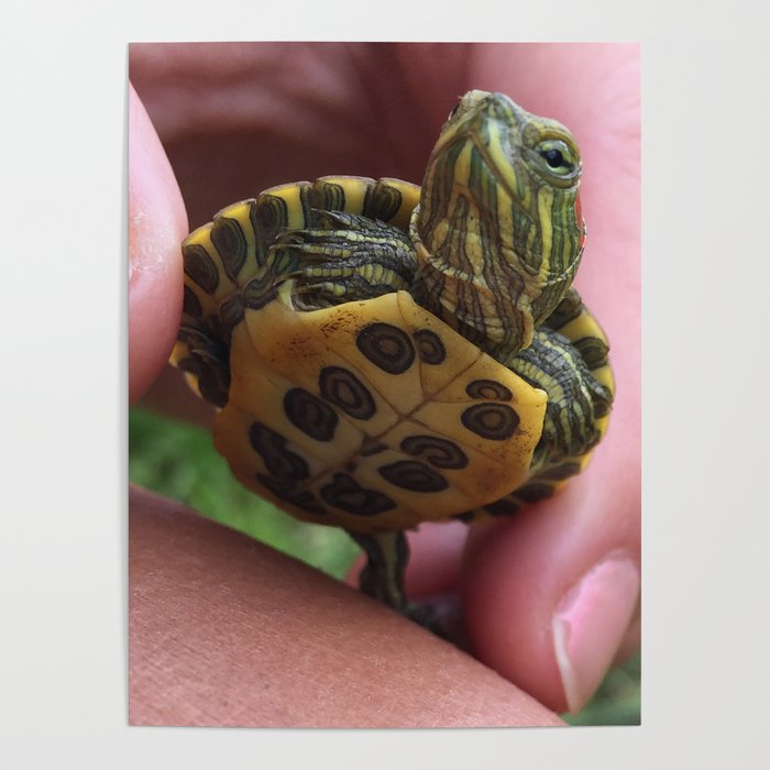 Baby red-eared slider turtle Poster