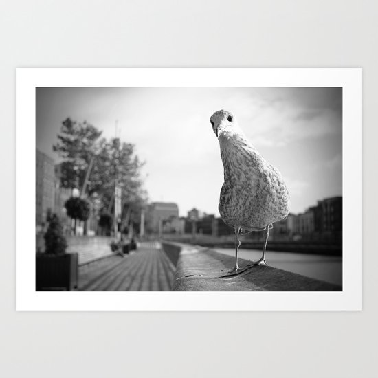 Inquisitive seagull Art Print