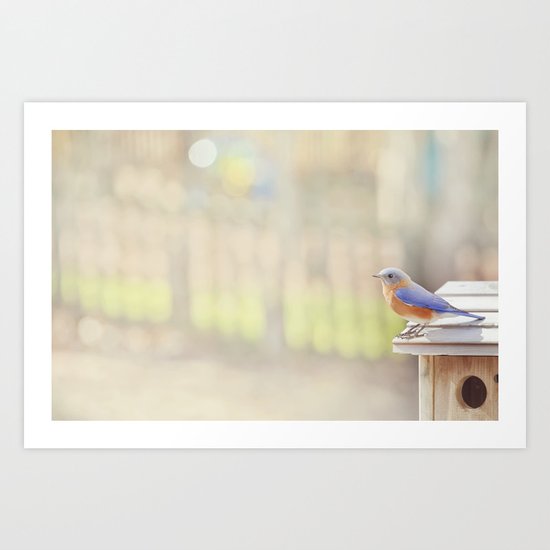 Bluebird Morning Art Print
