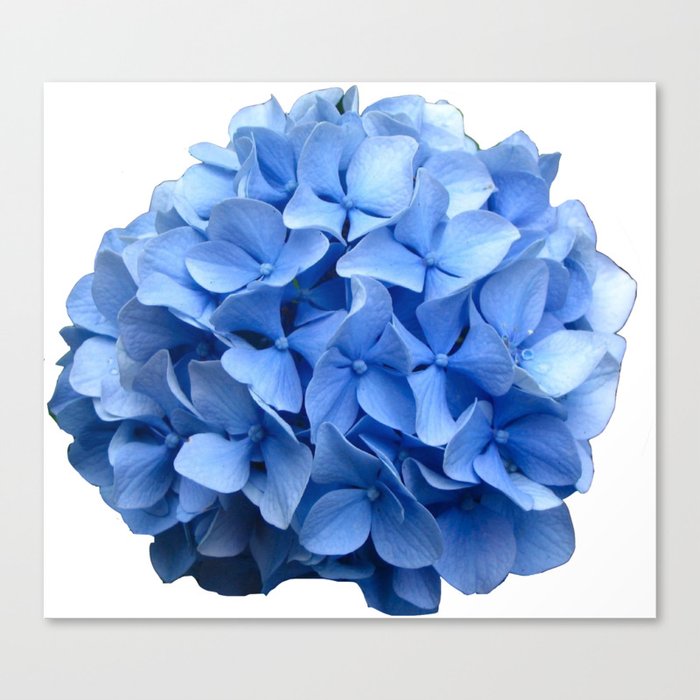 Nantucket Blue Hydrangea Flower Canvas Print