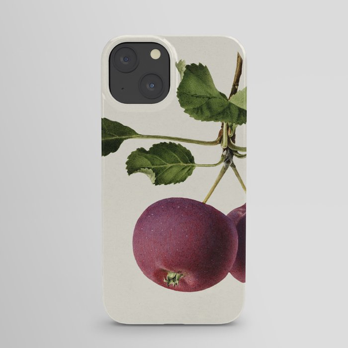 Apple (Malus Domestica) (1919) by Royal Charles Steadman. iPhone Case