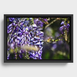 The Wisteria Framed Canvas
