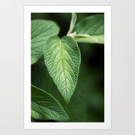 Textured Sage Leaf Art Print