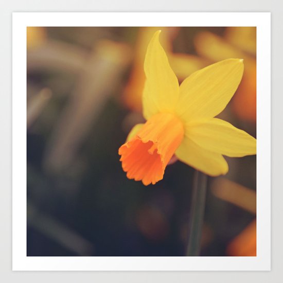 Yellow Narcissus Art Print